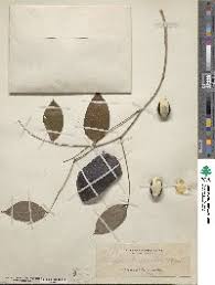 Image result for Aeschynomene mossoensis