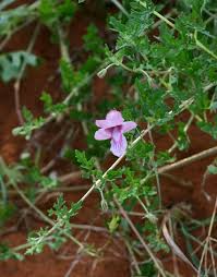 Image result for Dicerocaryum senecioides