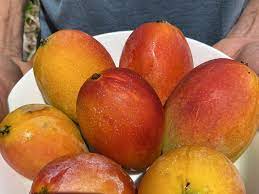 May 31, 2021 · delicious cornbread upside down casserole in 17 minutes. Hawai I S Gold The Sacredness Of Mangoes