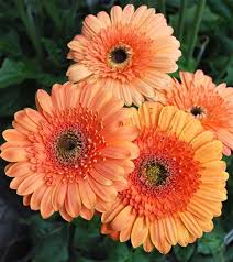 Pin On Gerberas