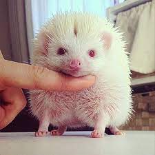Hogging The Limelight Albino Hedgehog Becomes Internet Hit After Japanese Owner Posts Adorable Pictures Of He Albino Hedgehog Hedgehog Pet Cute Little Animals