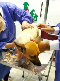 گالری تصاویر بخش گرومینگ | کلینیک آدورینا