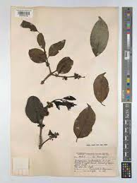 Image result for Cassipourea gummiflua