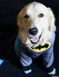 Golden retriever dog adjustable face mask with filter pocket washable reusable face bandanas balaclava with 2 pcs filters. Halloween Archives Golden Woofs