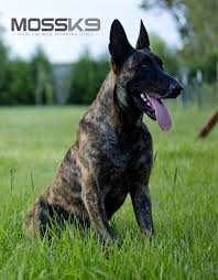 Chaos Knpv Dutch Shepherd Belgian Malinois Personal Protection Police Dog Moss K9 Dutch Shepherd Dog Malinois Puppies For Sale Malinois Dog