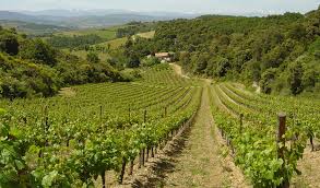 Devenir propriétaire de vignoble responsable et de vigne avec le financement participatif viticole | terra hominis. Agence Immobiliere En Languedoc Roussillon Les Chemins Du Sud Vente Domaines Viticoles