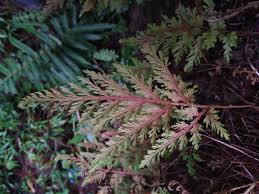 Image result for Selaginella molliceps