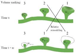 Dendritic Spines of Layer 5 Pyramidal Neurons of the Aging Somatosensory  Cortex Exhibit Reduced Volumetric Remodeling