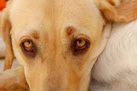 Top 7 Tips To Deal With An Aggressive Labrador Retriever Love Lab World