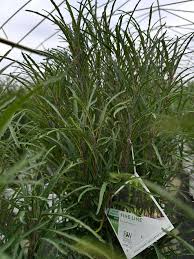 Image result for Rhamnus