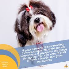 As you wean your baby off formula supplementation, you may need to increase your milk supply to ensure your baby gets enough milk. How Early Can You Wean A Puppy Step By Step Guide Our Pets Health