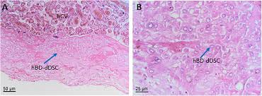 Frontiers | Perinatal Derivatives: Where Do We Stand? A Roadmap of the  Human Placenta and Consensus for Tissue and Cell Nomenclature