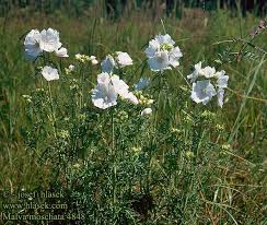 Alcea), som også er en populær prydplante. Malva Moschata Musk Mallow Moskus Katost Myskimalva Mauve Musquee