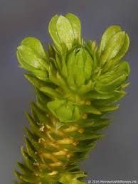 Image result for Selago viscosa