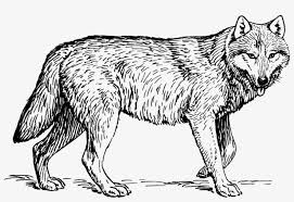 Some drawing references i've acquired. Drawing Wolves Black And White Wolf Animal Coloring Pages Free Transparent Png Download Pngkey