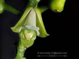 Image result for Polystachya cultriformis