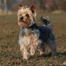 Maybe you would like to learn more about one of these? Yorkshire Terrier Or Yorkie Australian Dog Lover