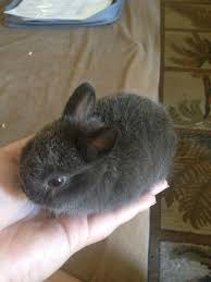 The netherland dwarf is a very well known pet and exhibition rabbit. Dwarf Bunnies For Sale
