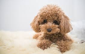 We have a stunning litter of standard akc parti poodles, including three cream and white puppies (1 male and 2 females) 3 black and white (3. Toy Poodle A Complete Guide To The Fluffiest Cutest Smallest Poodle All Things Dogs All Things Dogs