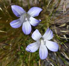 Image result for Wahlenbergia ericoidella