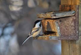 Für unser futterhäuschen haben wir folgendes material benötigt das selber gebaute futterhaus für eichhörnchen ist fertig, der nächste winter kann kommen zum schluss noch ein paar bilder vom fertigen ergebnis, bei fragen einfach fragen. Standort Furs Vogelhaus Alles Was Sie Wissen Mussen