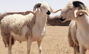 يمكن طلب المنتج من موقع لحوم فريش. Ø®Ø±ÙˆÙ Ø§Ù„ØµØ±Ø¯ÙŠ Ù†Ø¬Ù… Ø¹ÙŠØ¯ Ø§Ù„Ø£Ø¶Ø­Ù‰ ÙÙŠ Ø§Ù„Ù…ØºØ±Ø¨ Ø¬Ø±ÙŠØ¯Ø© Ø§Ù„ÙˆØ·Ù†