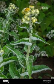 Image result for Helichrysum foetidum