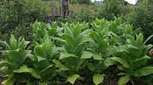 Tembakau temanggung lamsie adalah tembakau temanggung yang tumbuh dilereng gunung sumbing sebelah timur, sehingga lebih banyak rokok yang paling enak? Varieti Tembakau Jenis Tembakau Merokok Terbaik Campuran Paling Kuat Dan Aromatik Varieti Dan Ciri Utama Pembiakan Elit Dengan Daun Besar Foto