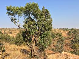 Image result for Nuxia congesta