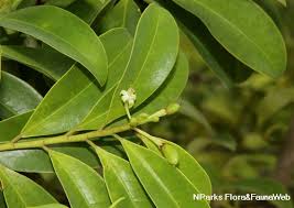 Image result for Erythroxylum emarginatum