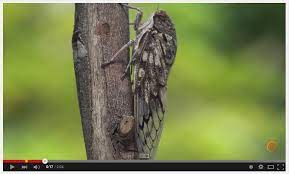 Pin On Butterfly Moths Insects