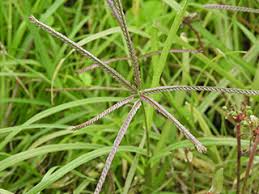 Image result for Chloris