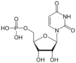 Nucleic Acid Elements And Monomer Biology Dictionary