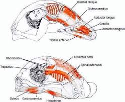 Valentin Bosioc Valentin Bosioc Added 71 New Photos To Yoga Muscles Yoga Anatomy Yoga Moves