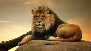 Male Lion 4k Resolution Desktop Wallpaper Fotos De Leones Fotos De Leon Grandes Felinos