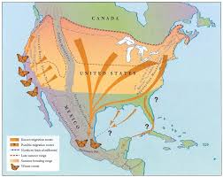 The Navigational Exploits Of A Butterfly Blog Monarch Butterfly Migration Monarch Butterfly Butterfly Migration