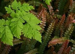 Image result for Gymnosporia oxycarpa