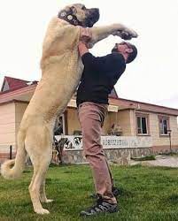 Real giant turkish kangal dogs can be very agressive. A Turkish Kangal Kangal Hund Hunde Hunderasse