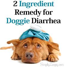 Simplyzaspy Com Dog Has Diarrhea Dog Diarrhea Remedy Dog Remedies