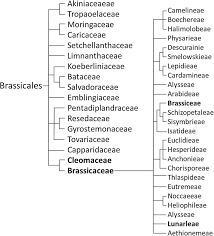 Image result for Pentadiplandraceae