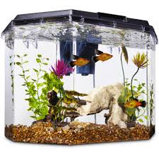 Pin On Fishtank