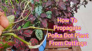 Keep the soil/potting mix moist always. How To Propagate Polka Dot Plant Hypoestes From Cuttings Polka Dot Propagation In Soil Or Water Youtube