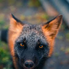 Black And Orange Fox Name Guy Earns The Trust Of A Black And Orange Fox Shares 20 Stunning Pics In 2020 Animals Animals Beautiful Fox