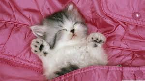 Uyuyan Kedi Yavrusu Sleeping Kitty Cute Kittens Kedi Kopek Kedi