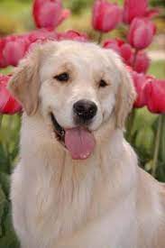 Puppy is very sociable and gets along well with kids and other pets, very playful and will make a very good companion.she loves to be carried around and loves playing with kids and running after them. Maine Golden Retriever Breeder Golden Retriever Puppies For Sale Maine Golden Retriever Dogs Golden Retriever Yellow Lab Puppies