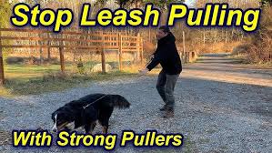 What age to start leash training a puppy? How To Teach Your Dog Not To Pull On The Leash Ever Professional Dog Training Tips Youtube