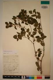 Image result for Marsdenia sylvestris