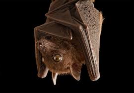 Very catchy and hilarious with a latin beat. 6 Bat Myths Busted Are They Really Blind