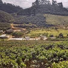 See 120 traveler reviews, 105 candid is parking available at coffee acres plantation resort? India S Specialty Coffee Journey From Chicory To The Chemex Perfect Daily Grind