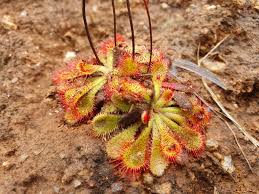 Image result for Drosera dielsiana